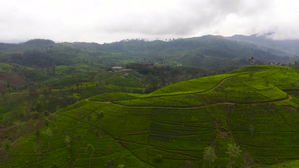 Green Tea Plantation Sri Lanka