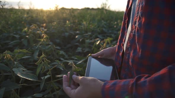 Farmer Uses a Tablet Computer on a Soy Field