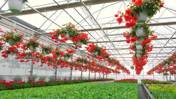 A Greenhouse Full of Red and Pink Flowers