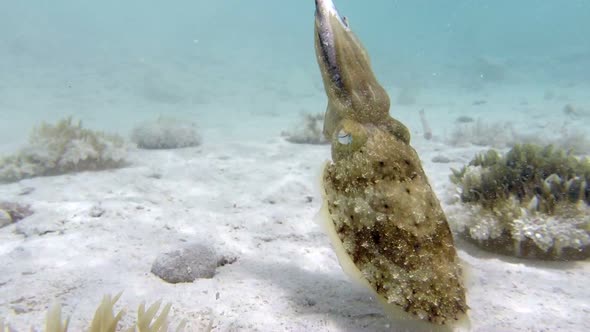 Underwater Pharaoh Cuttlefish Hunting Fish