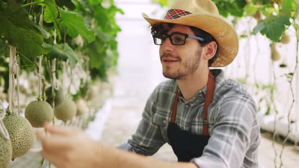 The farmer is checking the quality of the melon at the melon