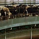 Process Milking Dairy Cows on Round Milking Machine - VideoHive Item for Sale