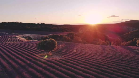 Valensole Plateau Provence Southern France