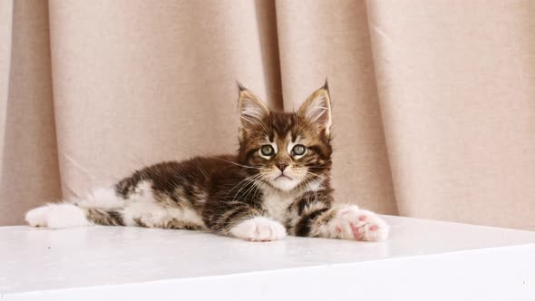 Striped Grey Kitten Lies on the Podium and Watches