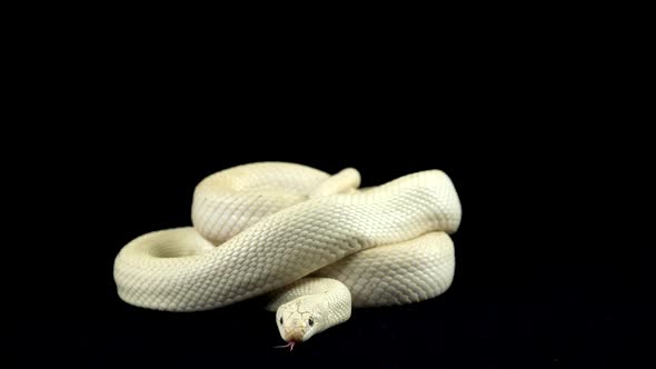 Texas Rat Snake Isolated on a Black Background in Studio. Close Up