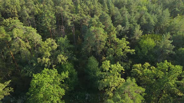 Trees in the Forest Aerial View, Slow Motion