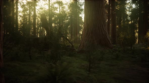 Hyperlapse in Sequoia Forest From Sunrise