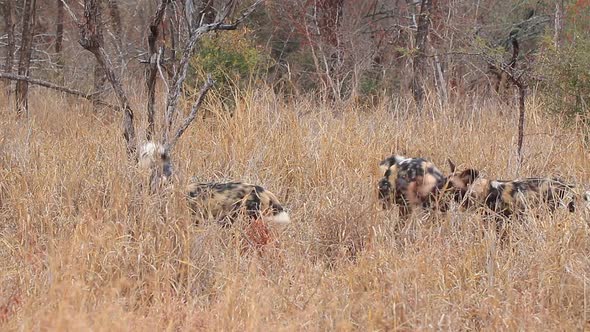African wild dogs, Lycaon pictus feed on a kill in long grass during winter at Zimanag Private Game