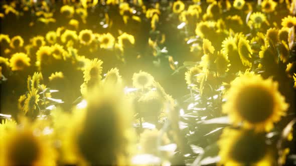 Sunflower Field on a Warm Summer Evening