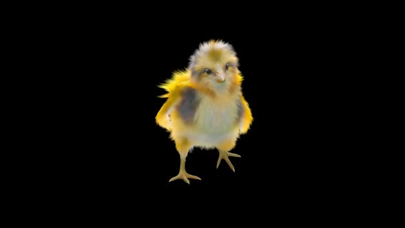 16 Baby Chicks Dancing HD