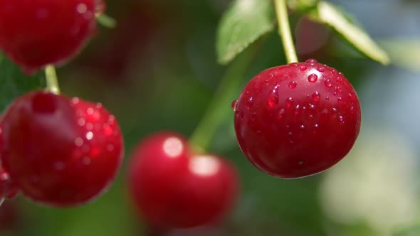 Juicy Ripe Red Cherries with Water Drops in the Sun, Macro