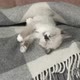 Cute Gray Kitten is Gaping on the Sofa - VideoHive Item for Sale