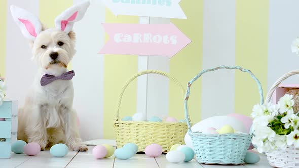 White Dog In Easter Decoration