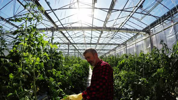 Greenhouse worker inspecting the plants 4k