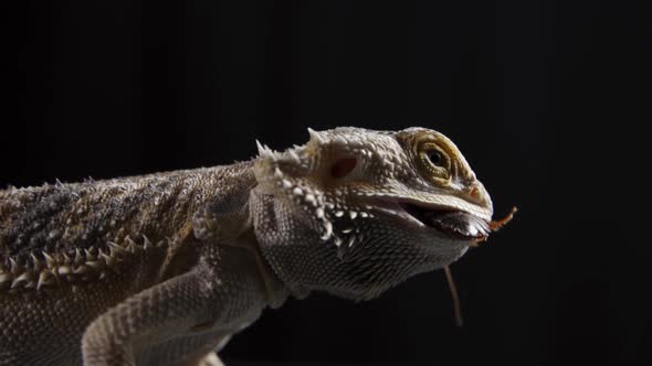 Pogona Vitticeps or Bearded Dragon