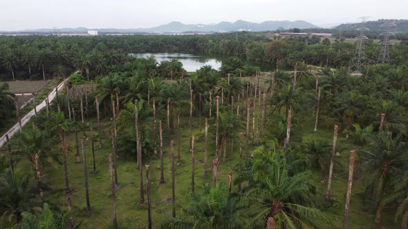 Dead dry leafless oil palm tree