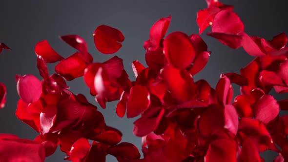 Super Slow Motion Shot of Real Red Rose Petals Explosion on Grey Background at 1000 Fps