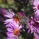 2018.10.18_3 The bee collects nectar and pollen from the flowers of the perennial aster. - VideoHive Item for Sale