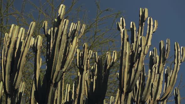 Candelabra tree cactus branches detail, in african savannah, Kenya