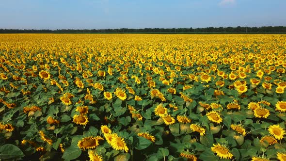 Aerial Drone View Flight Over Sunflower Field on Sunny Summer Day