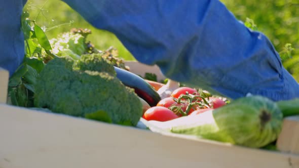 Close Up Back View Farmer Businessman Holding Wooden Box with Organic Vegetables