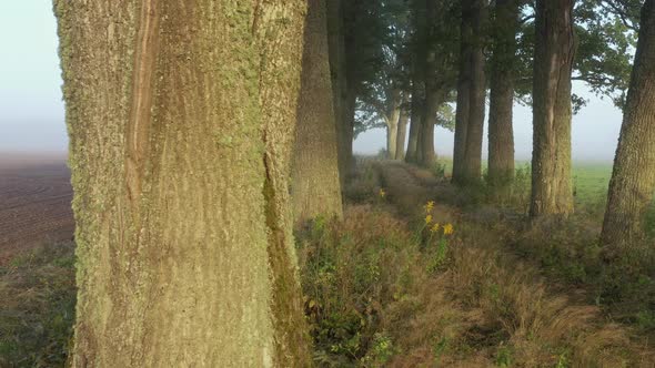 Oak Tree Avenue