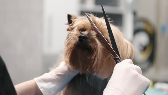 Professional Haircut and Dog Care Yorkshire Terrier in the Grooming Salon