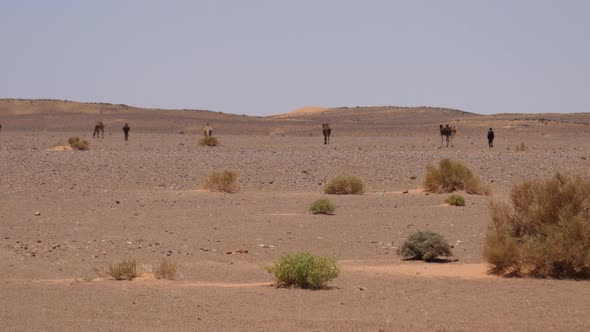 Camel shepherd and his herd dromedary camels