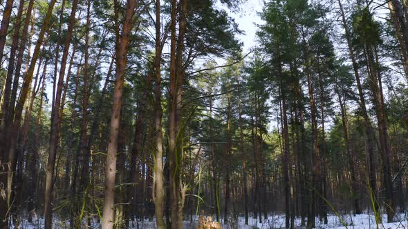 Change of seasons from autumn to winter in a pine forest.