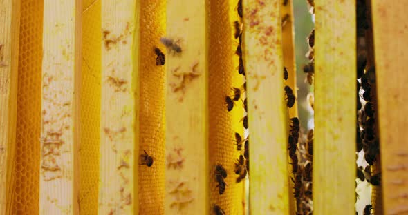 Closeup Frames with Honeycombs and Bees Out of Hive A Lot of Bees are Roaming on Frames at Right