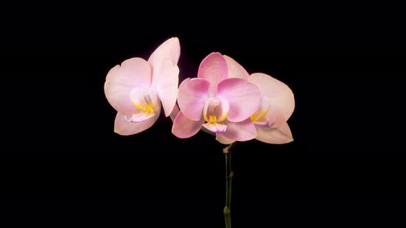 Opening Beautiful Peach Orchid Phalaenopsis Flower