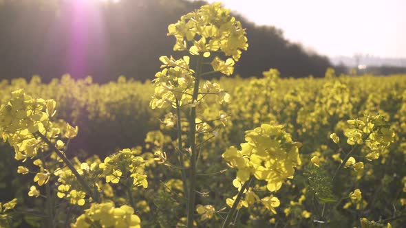 Blooming Rapeseed Field 32