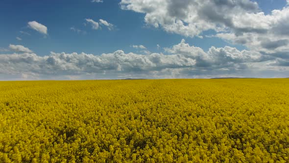 Canola Rapeseed Field. Aerial Drone Shot. The Camera Is Moving Forward