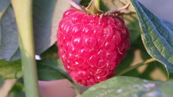 Close up of raspberry berry hanging on a branch in the garden. Autumn fruits