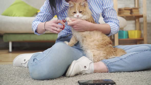 Young Woman Cuts Off the Claws of Cat with Scissors