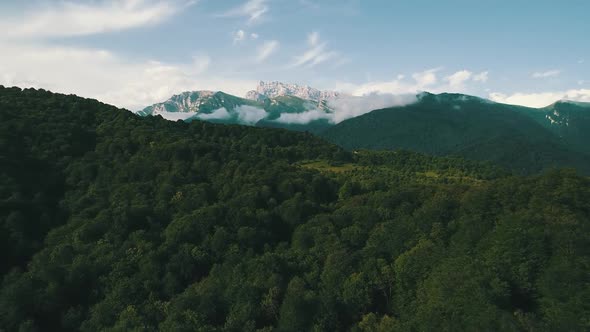 Mountain Forest 