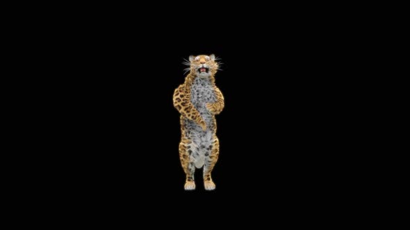 64 Leopard Dancing HD