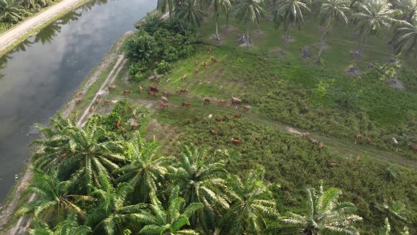 Aerial view herd of cows grazing grass near river