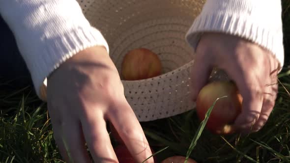 Hands putting ripe red apples into a straw hat close up shot