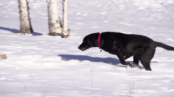 Dog Fetching Winter