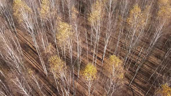 Forest with Trees in the Fall