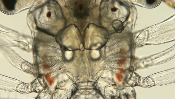 the Heartbeat of a Crab Larva Under a Microscope, at the Megalope Stage, You Can See How the Heart