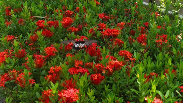 Big Tropical Butterfly.