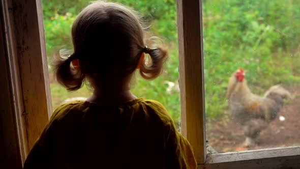 Cute Little Girl is Watching a Rooster From the Window of an Old Village House