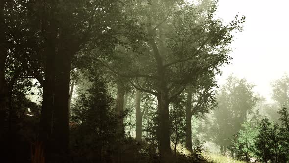 Beautiful Summer Morning in the Forest Hyperlapse