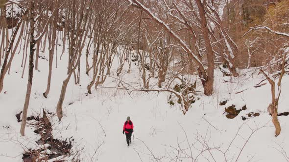 Caucasian Female Trekking Alone In Forest 