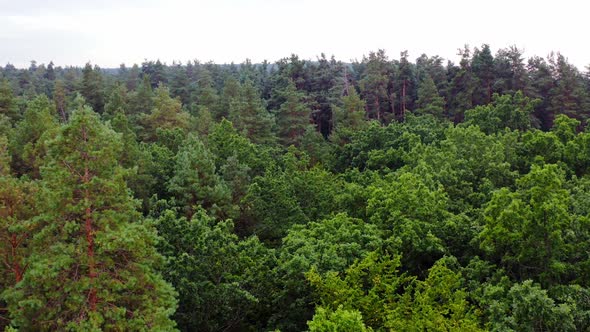 Aerial view of forest tree. Green tree forest view from above