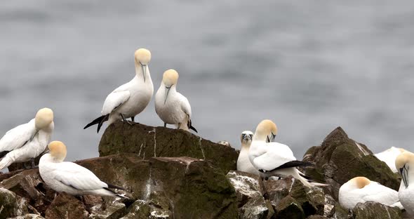 Colony of Northern Gannets Sunbathing Faroe Island