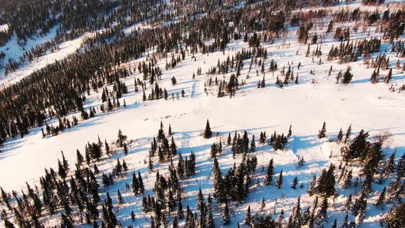 Mountain Slopes Covered with Shiny Snow and Old Forest