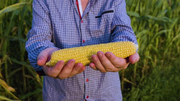 A Yellow Ripe Cob of Corn with Large Grains Lies in the Hands of a Field Worker